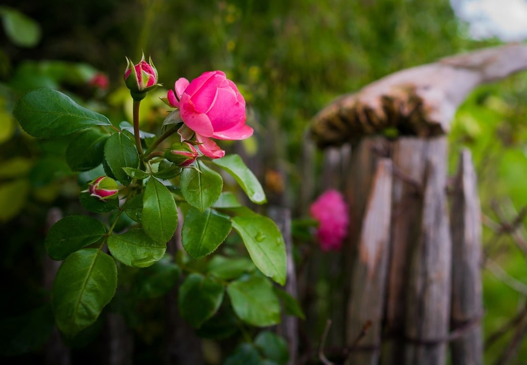 Techniques pour intégrer un point d'eau esthétique au jardin