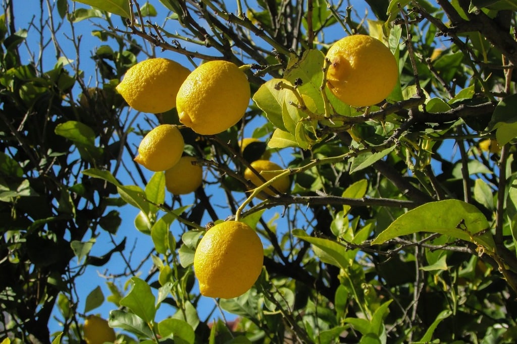 Tailler ses arbres fruitiers pour favoriser la récolte naturelle