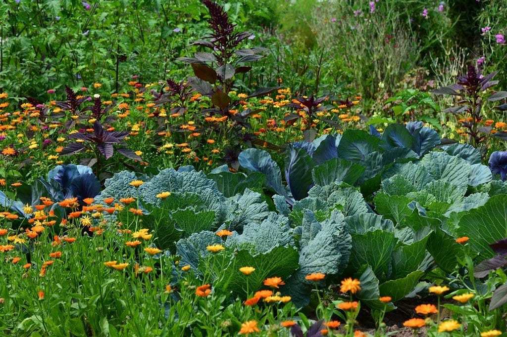 Les secrets pour réussir votre premier potager