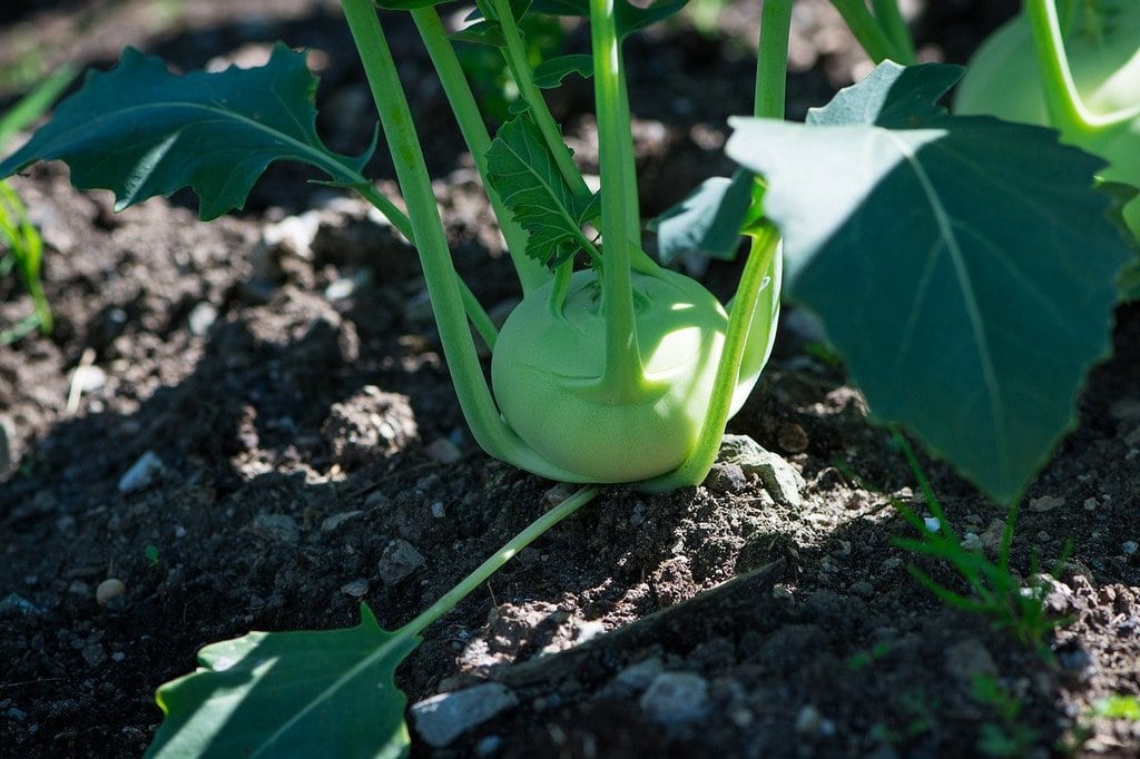 Les secrets pour réussir votre premier potager